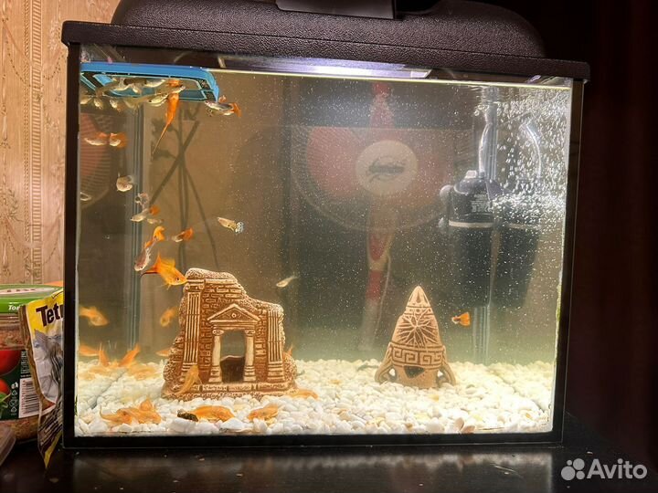 Аквариум