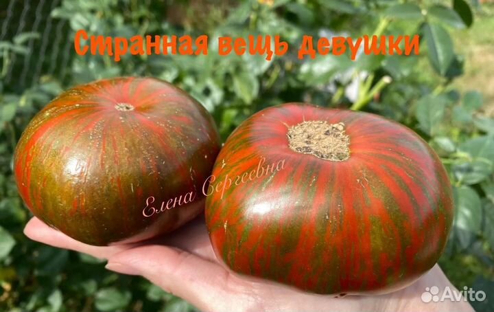 Семена томатов (1)