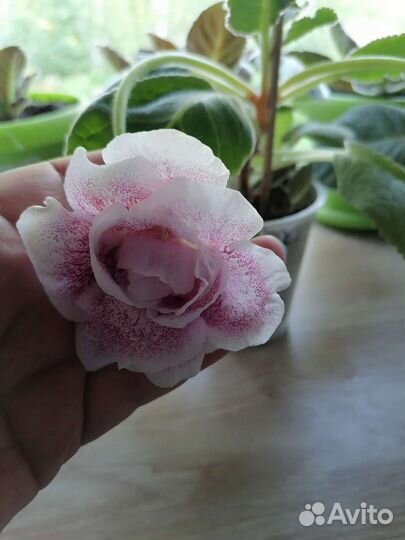 Глоксиния махровая