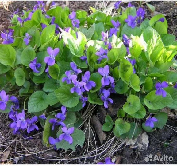 Фиалка уличная