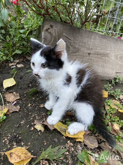 Котята в добрые руки бесплатно