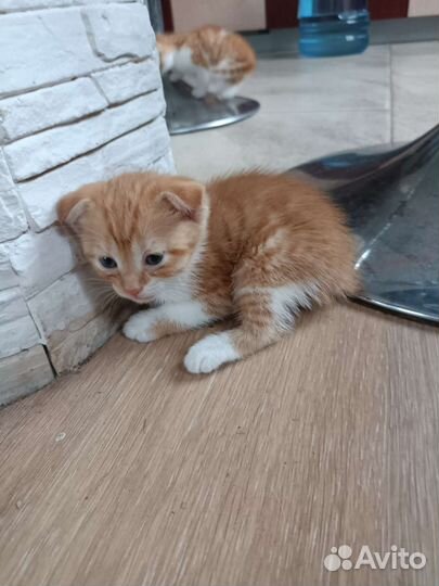 Британские вислоухие котята