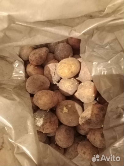 Семенной картофель