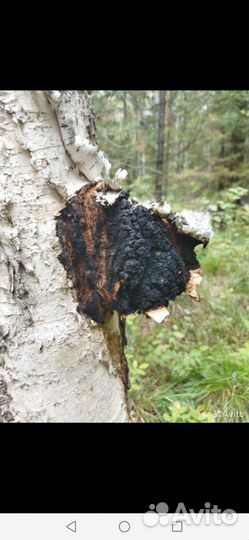 Берёзовый гриб чага, сборщик