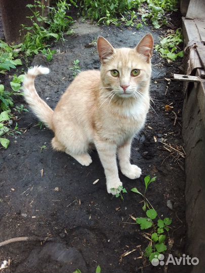 Котики в добрые руки