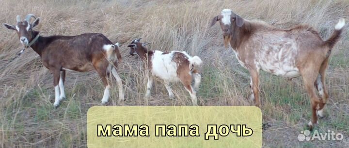 Продается дойная коза