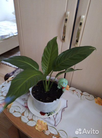 Спатифиллум комнатное растение