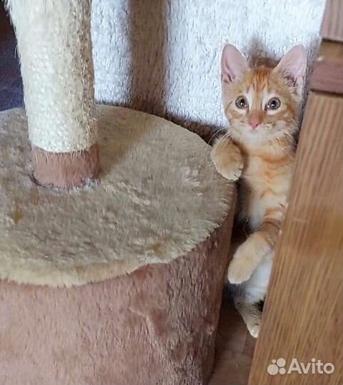 Рыжий игривый котенок в добрые руки