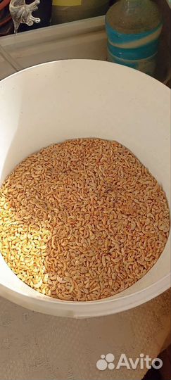 Корм для черепах(гамарус)