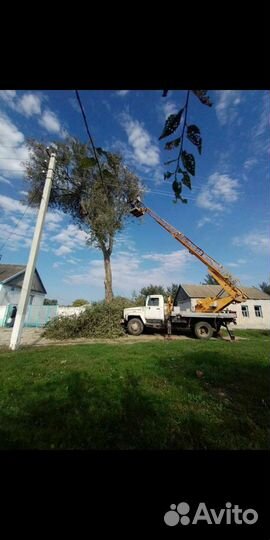 Спил Деревьев