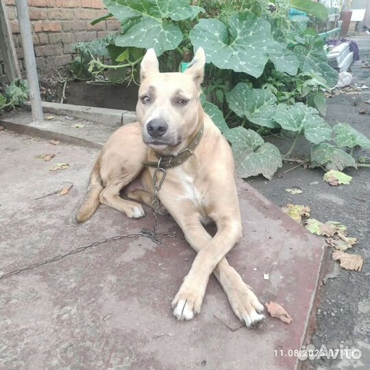 Нашли собаку держать не можем