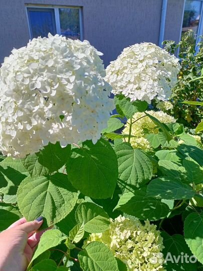 Гортензия метельчатая, древовидная