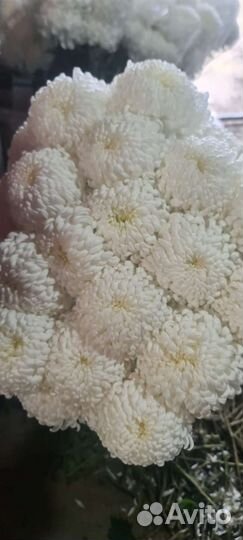 Хризантема черенок