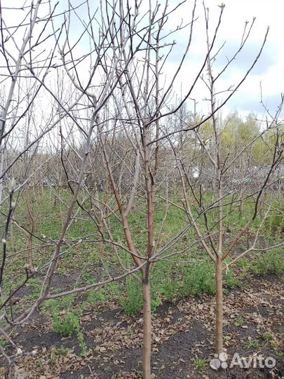 Крупномеры яблони 5-6 лет