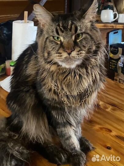 Мейн-кун вязка