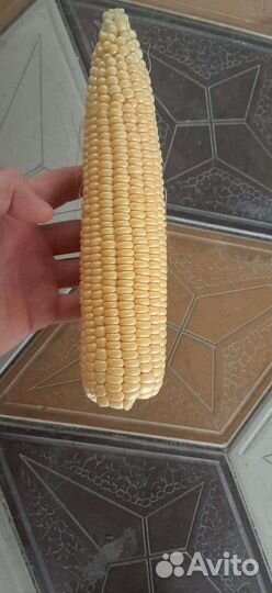 Сладкая кукуруза оптом