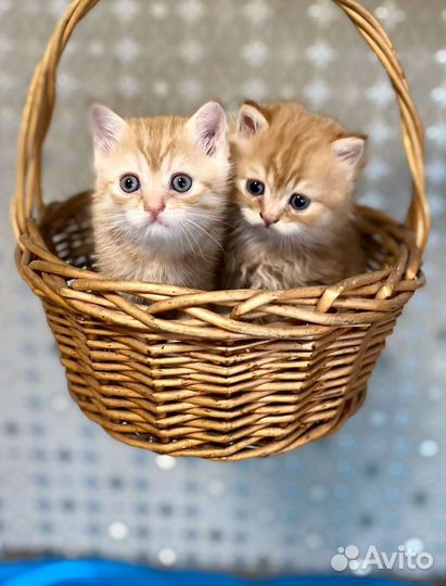 Британская кошка