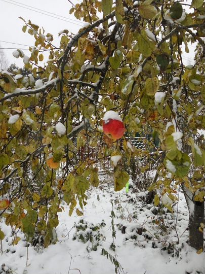 Дом 54 м² на участке 14,7 сот.