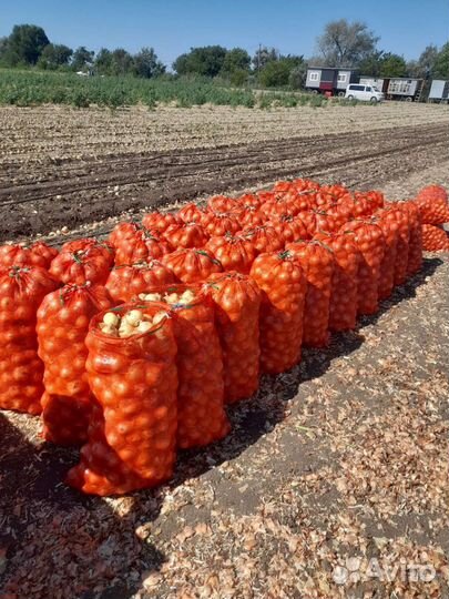 Лук репчатый оптом