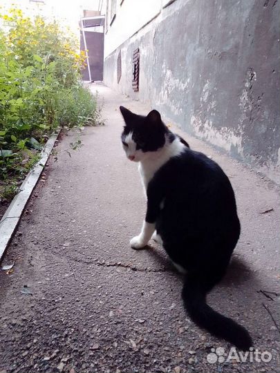 Кошечка в добрые руки