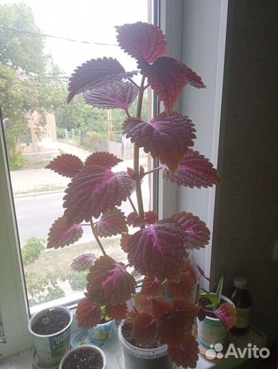 Комнатные растения цветы