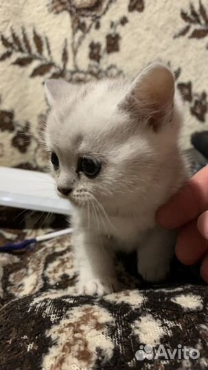 Шотландская вислоухая