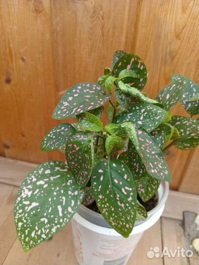 Гипоэстес розовый