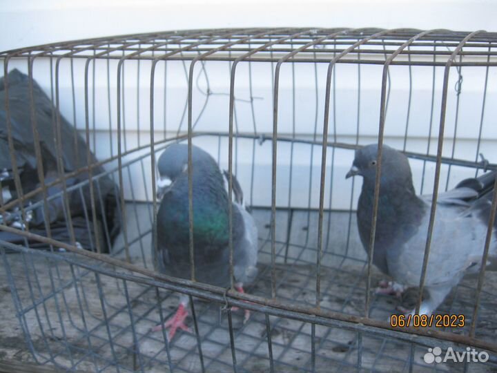 Голуби сизые бакинцы