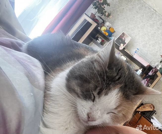 Отдам в хорошие руки кошку