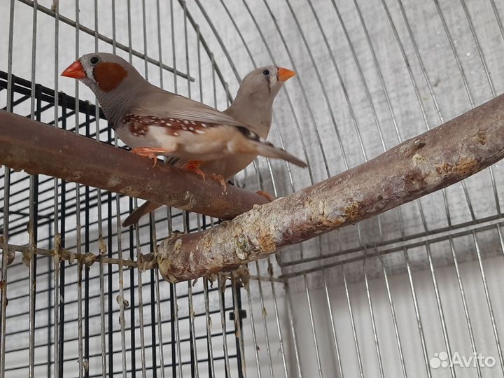 Амадины зебровые