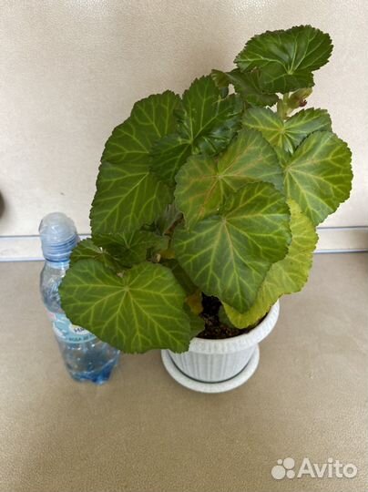 Бегония Элатиор белая и розовая