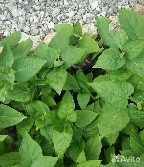 Цветы, семена мирабилис или ночная красавица