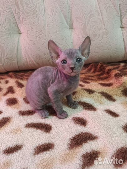 Донской Сфинкс котята