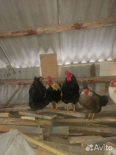 Петухи,молодняк