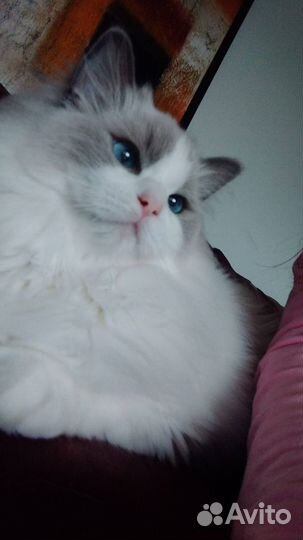 Котята рэгдолл с документами