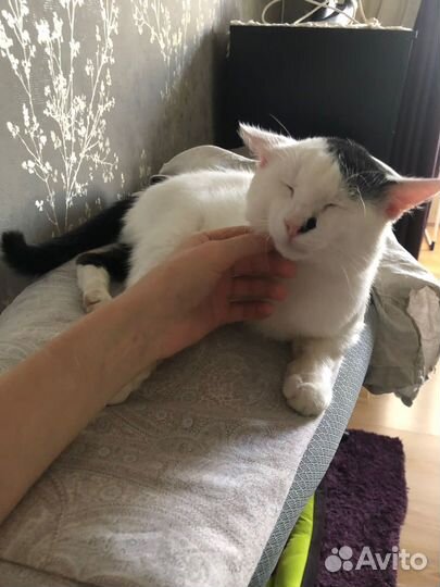 Кот