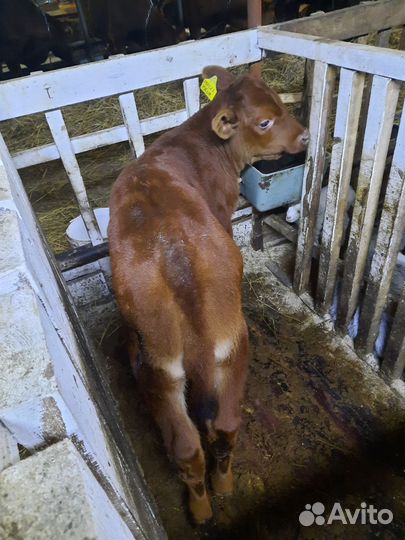 Продам теленка (бычок)