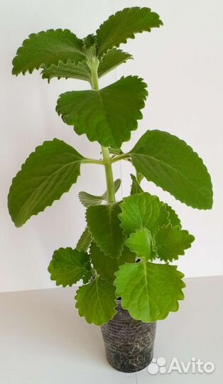 Комнатная мята (Плектрантус. Шпороцветник)