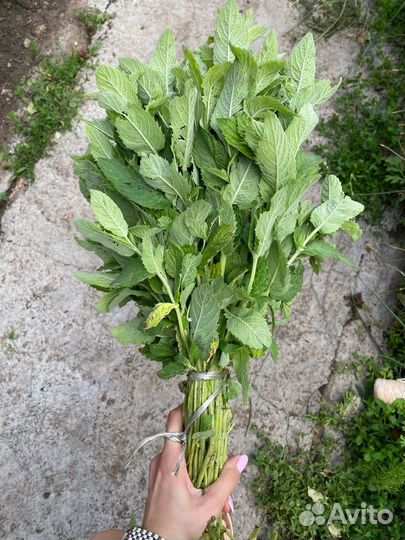 Веники банные (берёза/дуб)