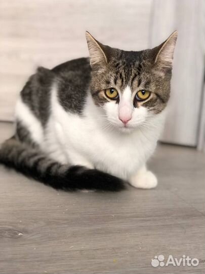 Котёнок Роберт