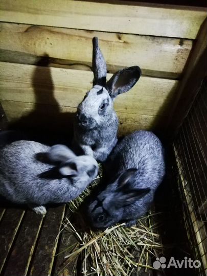 Кролики Полтавское серебро