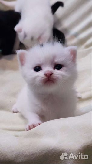 Британские котята вислоухие
