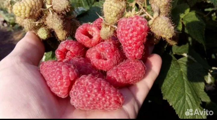 Саженцы малины