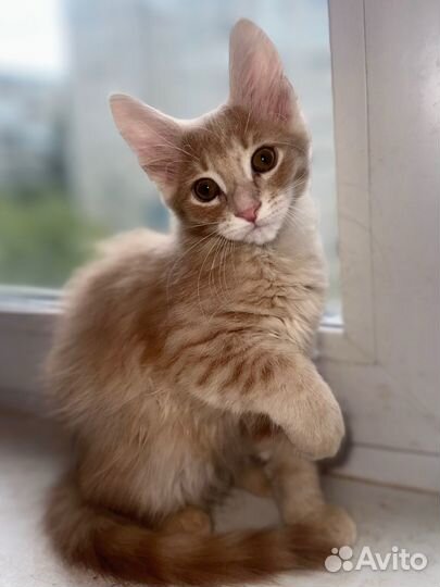 Котята мейн-кун метис