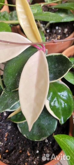 Хойа набор из 10 срезов