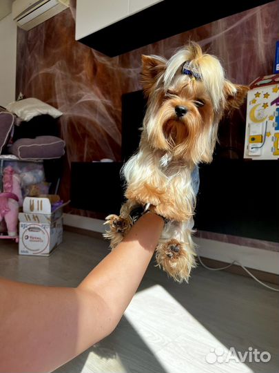 Мини женихи с документами