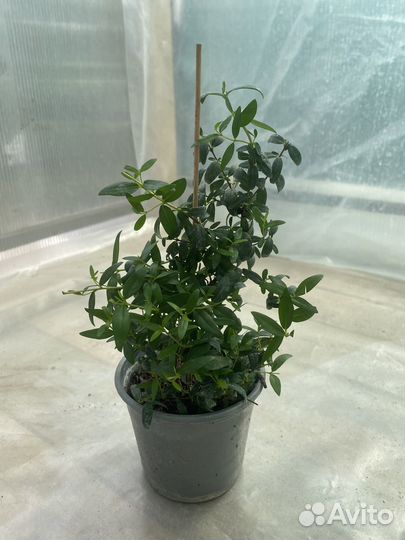 Комнатный мирт — тонкий аромат и изысканный силуэт