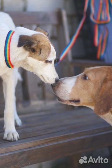 В добрые руки