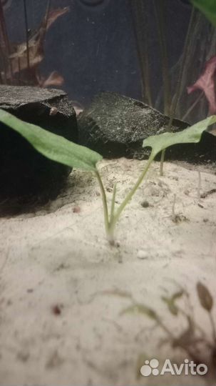 Эхинодорус горизонтальный