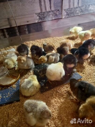 Куры разных пород